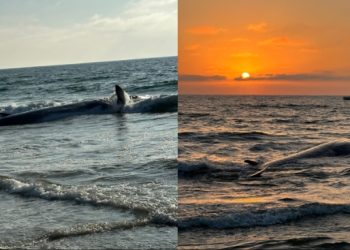 남가주 해안 밀려온 대형 긴수염 고래, 해변서 죽음