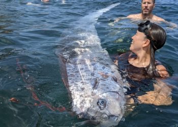 샌디에고 라호야 해안서 초대형 산갈치 발견