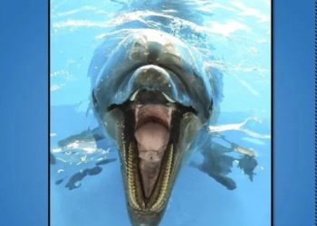 “사람에게 짝짓기 시도” 돌고래 주의보…47명 공격 당해