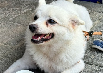 더위 속 야구장에 홀로 묶인 강아지…”표정이 슬퍼”