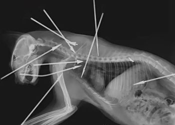 “몸에 화살 10개 박혔다”…고양이에 다트 던져