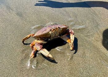 “크랩을 캘리포니아 대표심볼 만들자?” …이유가?