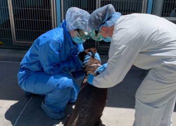 LA 동물보호소 유기견들, 치명적 박테리아 확산.. 인간감염 가능