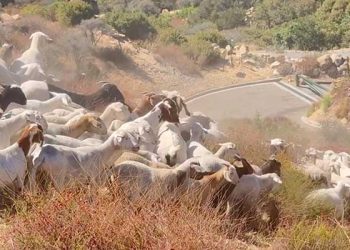 [이런 일도] 토팽가 캐년 나타난 염소떼, 누가 풀어놓았나