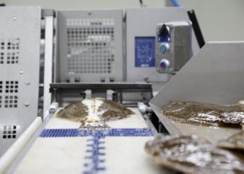 부산 냉동광어, 세계최대 회전초밥 가맹점 납품…한인마켓도 판매