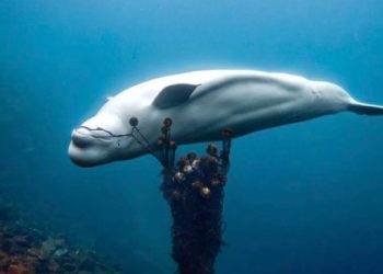 ‘러 스파이’ 의심 흰돌고래, 노르웨이서 죽은 채 발견