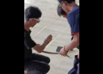 남성 바지 속에 코브라…뱀물림 방지 교육 중(영상)