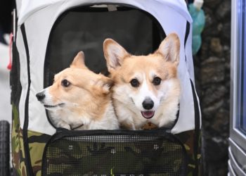 “출생률 꼴찌, 개모차 판매 급증”… WSJ가 본 한국