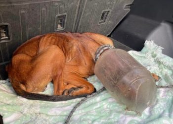 통에 머리 낀 개…학대 의혹 원주인에 반환