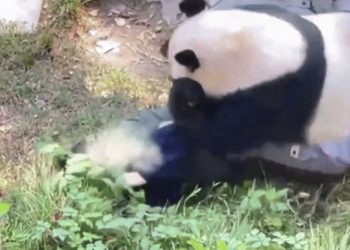 “모두 푸바오 아니다”… 사육사 덮친 판다’공포'(영상)