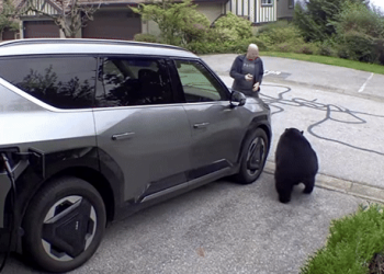 가정집 차고에 야생 흑곰…”정신만 차리면 산다”(영상)