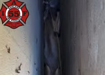 30cm 벽에 낀 사슴…무사히 구조한 방법은(영상)