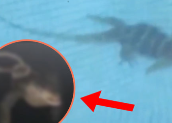 수영장 바닥에 괴물?…알고보니 정체는