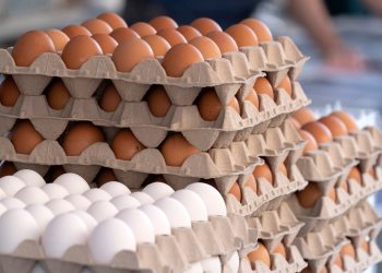 [건강] 한 달간 달걀 720개 먹은 미국 의사, 그의 몸에 나타난 충격적 변화