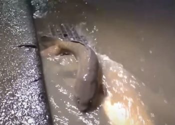 태풍 산산에…도로 위에 ‘잉어’가 둥둥