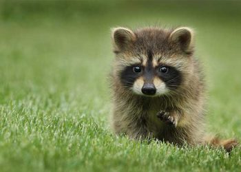 LA 카운티, 야생너구리 주의보 … “귀여움에 방심 금물”