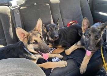 누가 이 강아지들 쓰레기통에 버렸나