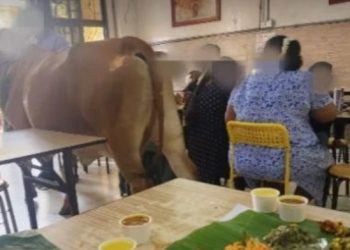 소가 식당 들어오더니 소변을… 손님들 충격