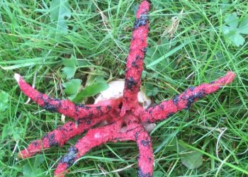 “외계인 손 아냐?”…영국 국립공원서 발견된 ‘이것’