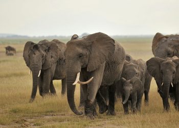 극심한 식량난… 코끼리, 하마 도살해 주민들 먹여