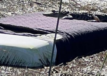 허리케인에 떠내려온 침대…떡하니 악어 누워 일광욕