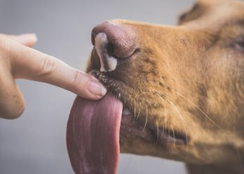 반려견이 핥은 후 사지 절단…온몸 파고든 섬뜩한 ‘이것’