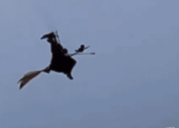 역대급 할로윈 의상…하늘 나는 ‘빗자루 마녀’ 등장(영상)