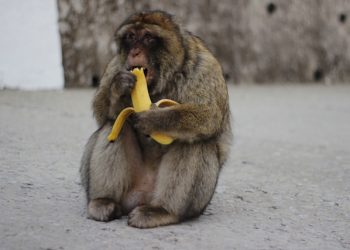 동물원 원숭이 바나나, 누가 훔쳐갔나
