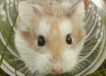 30대 두 아이 엄마, 애완용 햄스터에 물려 숨져