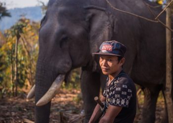 함께 사진 찍으려다 코끼리에 밟혀 사망