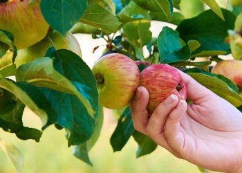 “사과 따러 오세요” 유카이파 농장들 사과풍년…체험고객 줄이어