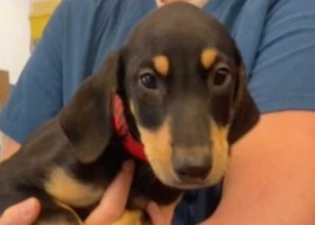 “도베르만 새끼 입양하세요” … 강아지 9마리 놓고 사라져