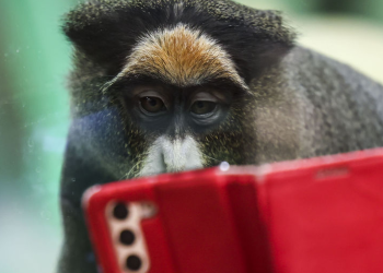 “원숭이는 죽었다 깨도 셰익스피어 타이핑 못해” 입증