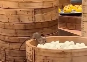 100년 전통 딤섬식당 주방, 충격적 장면 포착