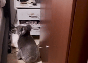 안방 서랍 뒤지는 귀여운 불청객, 코알라(영상)