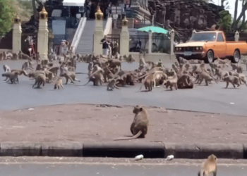 혹성탈출 실사판 … 원숭이 200마리 경찰서 습격(영상)