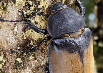 “10마리에 4500원”…현상금까지 걸고 나선 ‘이 벌레’