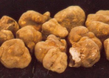 버섯 하나에 2억원?…’흰 금’ 화이트 트러플, 초고가 낙찰