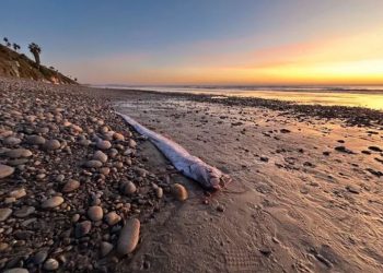 대지진 전조? … 캘리포니아 해안 ‘이것’ 또 발견