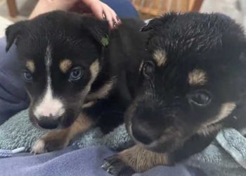 불 타는 트럭서 구조된 강아지 8마리, 건강 찾았다.