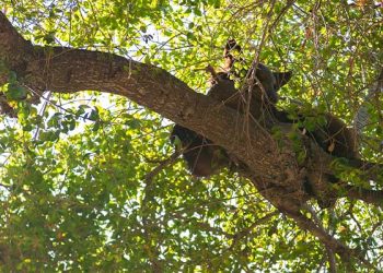 크레센타 밸리 하이에 새끼 곰 등교 화제