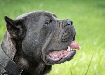 공원서 대형견 산책 중 남성, 기르던 개 3마리에 참혹한 죽음