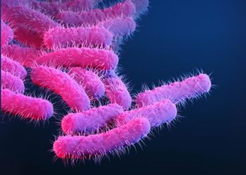 ‘설사유발’ 치명적 슈퍼버그 LA 확산 … 오염음식, 항문접촉 전염