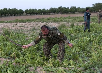 미군 20년간 못막은 마약, 탈레반 2년만에 해결