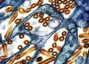 제2의 팬데믹 두려움 확산 … 통제 안되는 조류독감, 인간감염 60명 넘어서