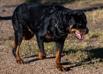 집 뒷마당서 5살 아이, 기르던 개들에 물려 숨져