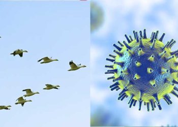 ‘백신 없는’ 조류독감 확산 … 첫 인체 감염 확인 LA카운티 비상