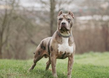 쓰러진 주인 도우려는 시민 공격…반려견 때문에 사망