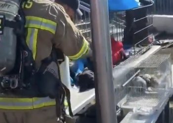 쇼핑센터 화재 … 반려동물 500여마리 떼죽음