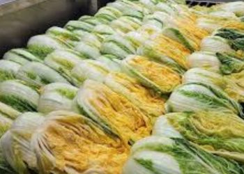 나주 골든힐 절임배추, 미국서 큰 인기